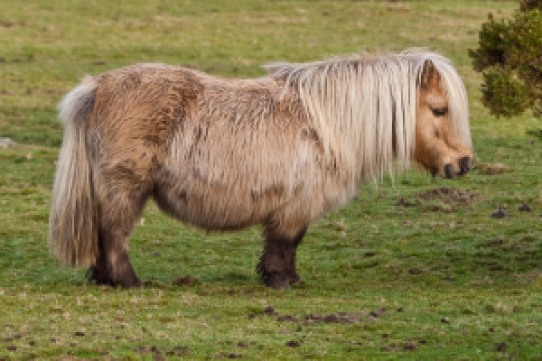 Pony on Belstone Common, Dartmoor