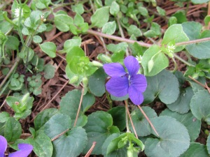 violetchickweed6